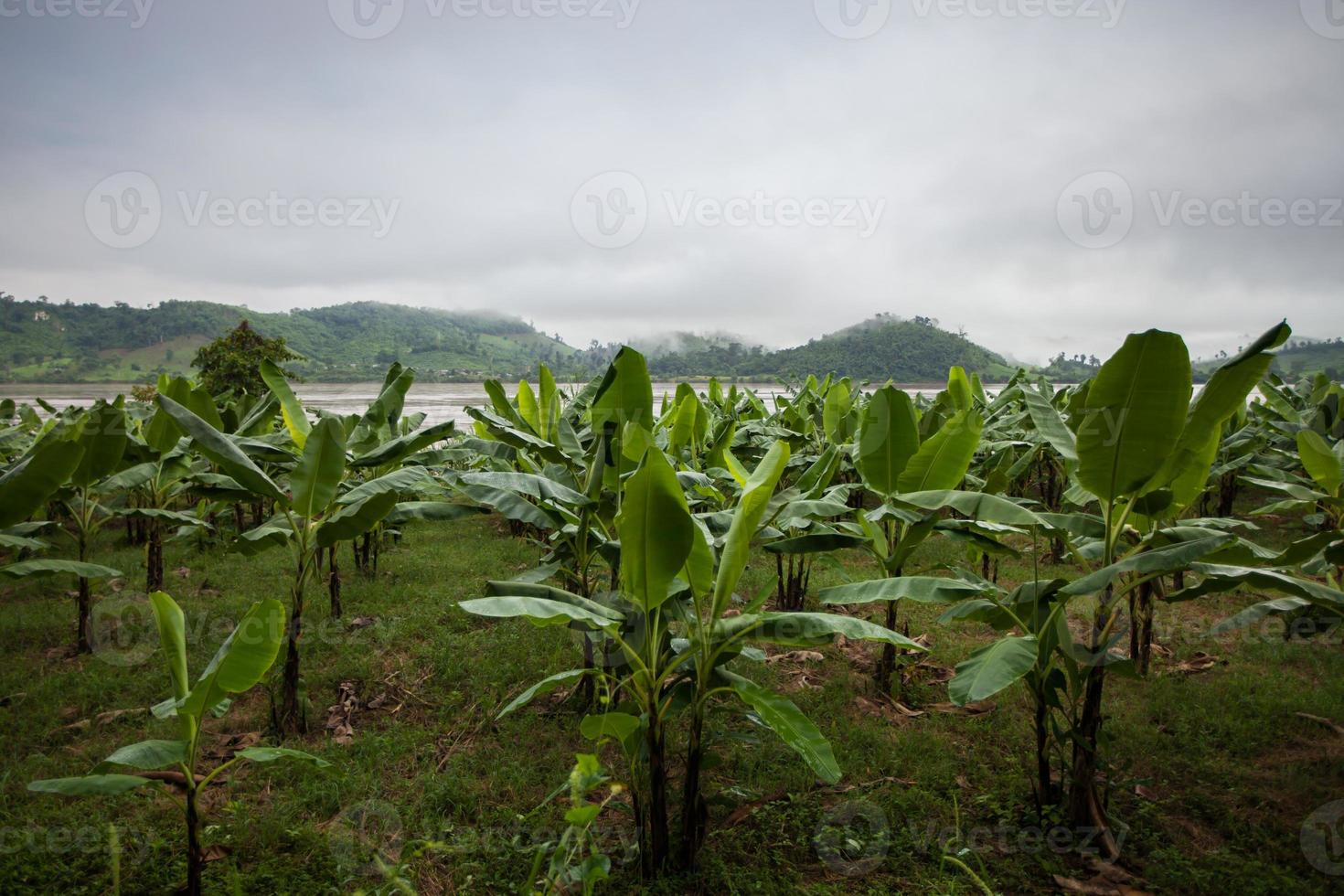 banani e montagne nebbiose foto