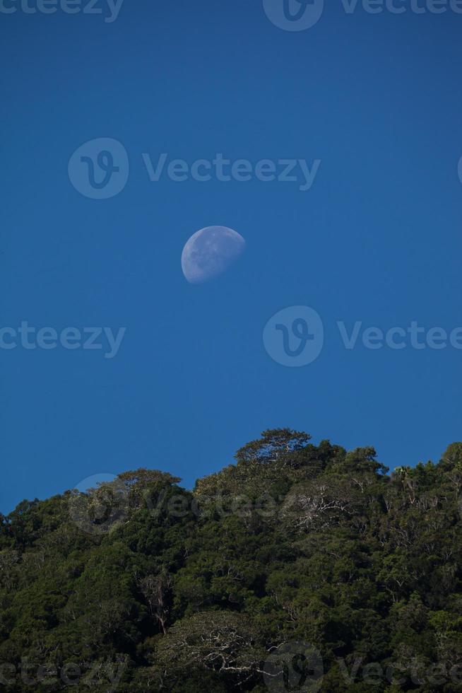 luna sopra gli alberi verdi foto