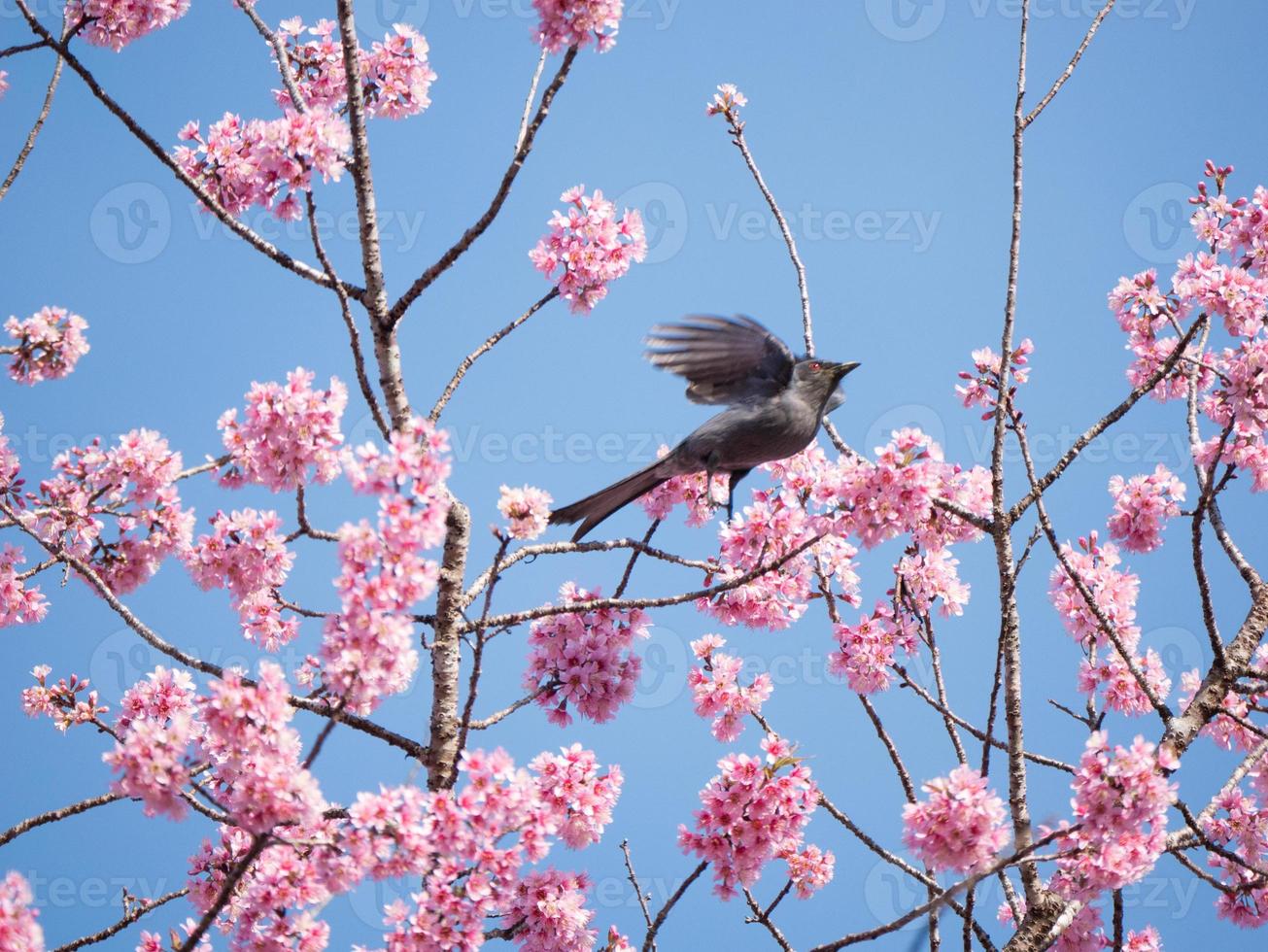 uccello in volo con fiori rosa foto