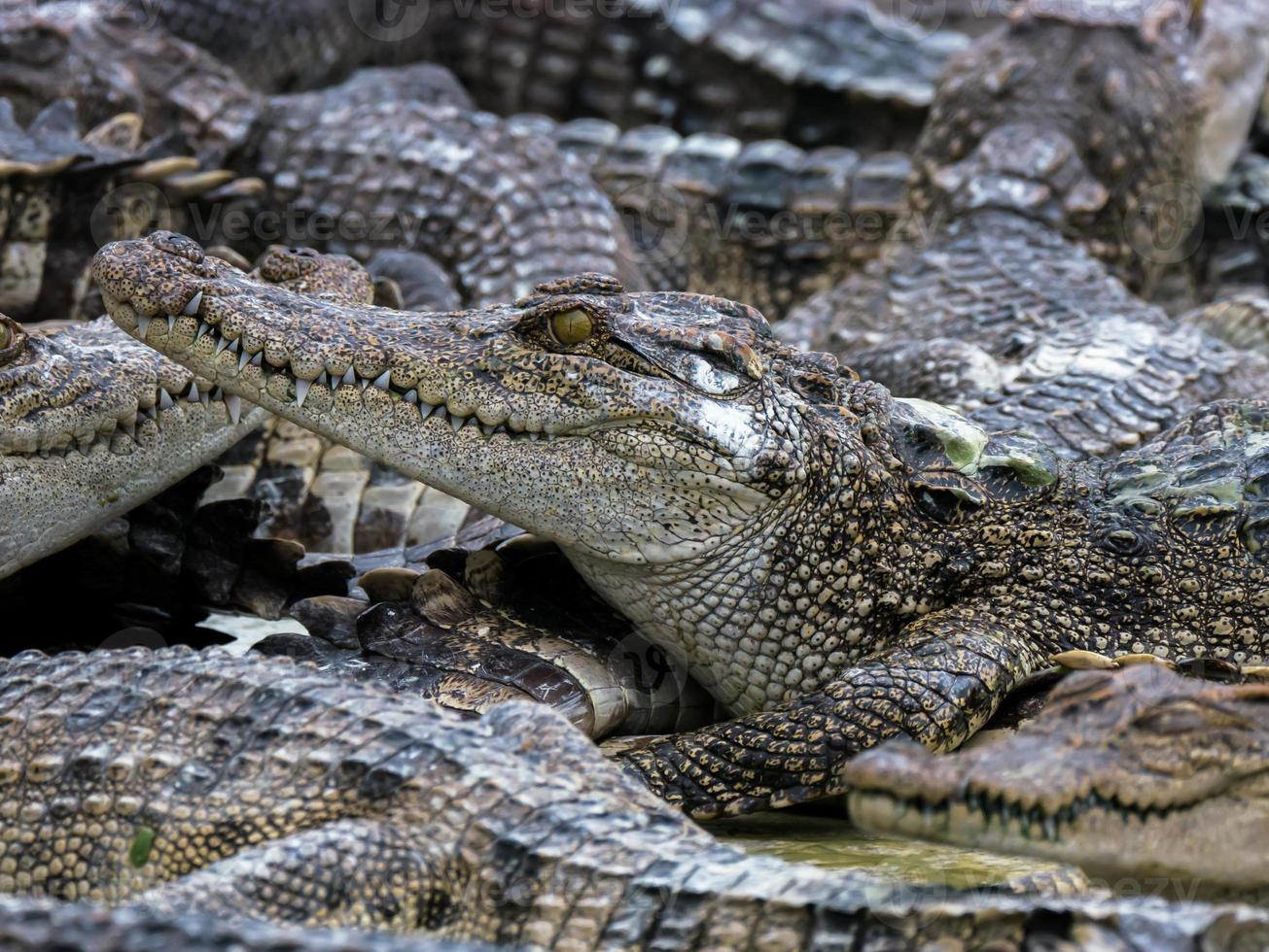 primo piano di un gruppo di coccodrilli foto