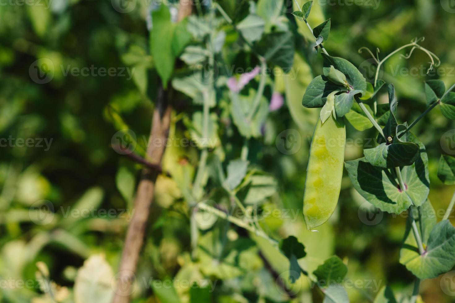 il pianta è un' verde pisello in crescita nel il giardino. baccelli di giovane verde piselli foto