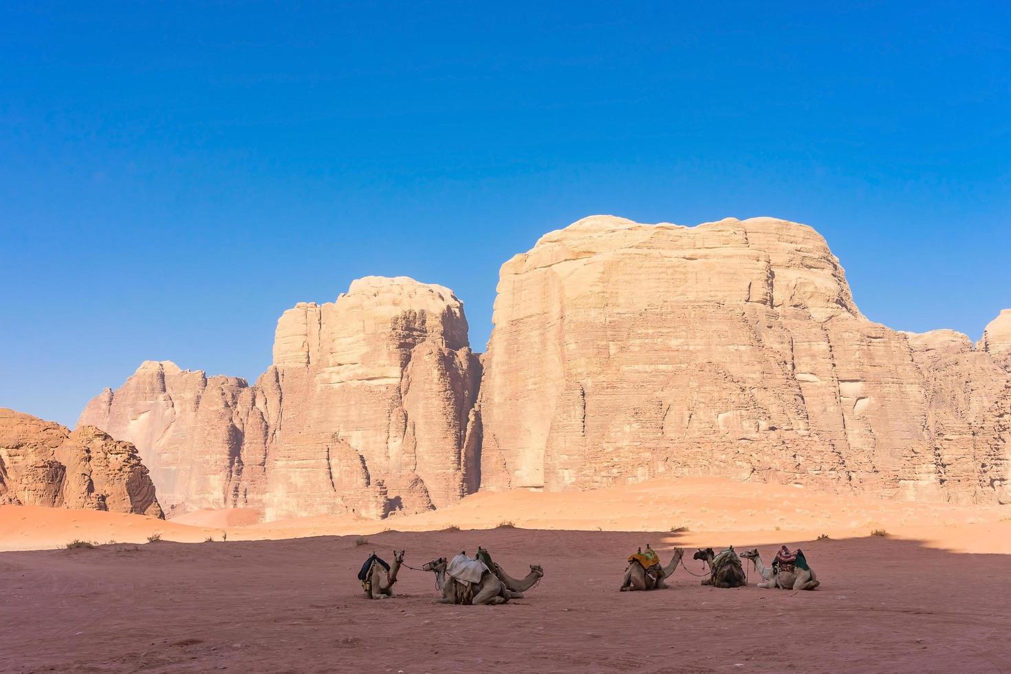 paesaggio desertico con cammelli nel wadi rum, giordania foto