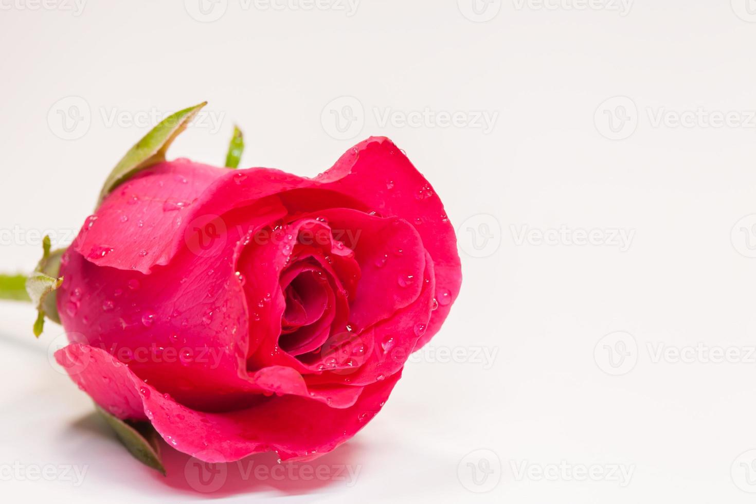 rosa rossa su sfondo bianco foto
