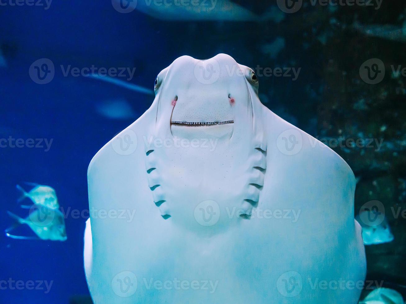 pesce Stingray nuotate contro il bicchiere di il acquario e sorrisi foto