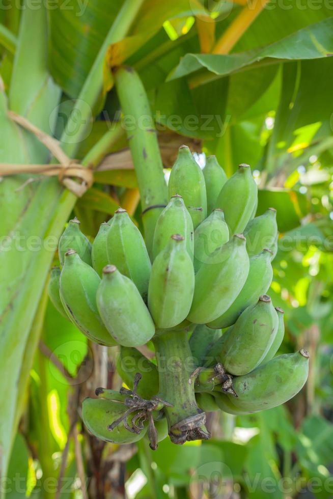 banane verdi acerbe nella giungla foto