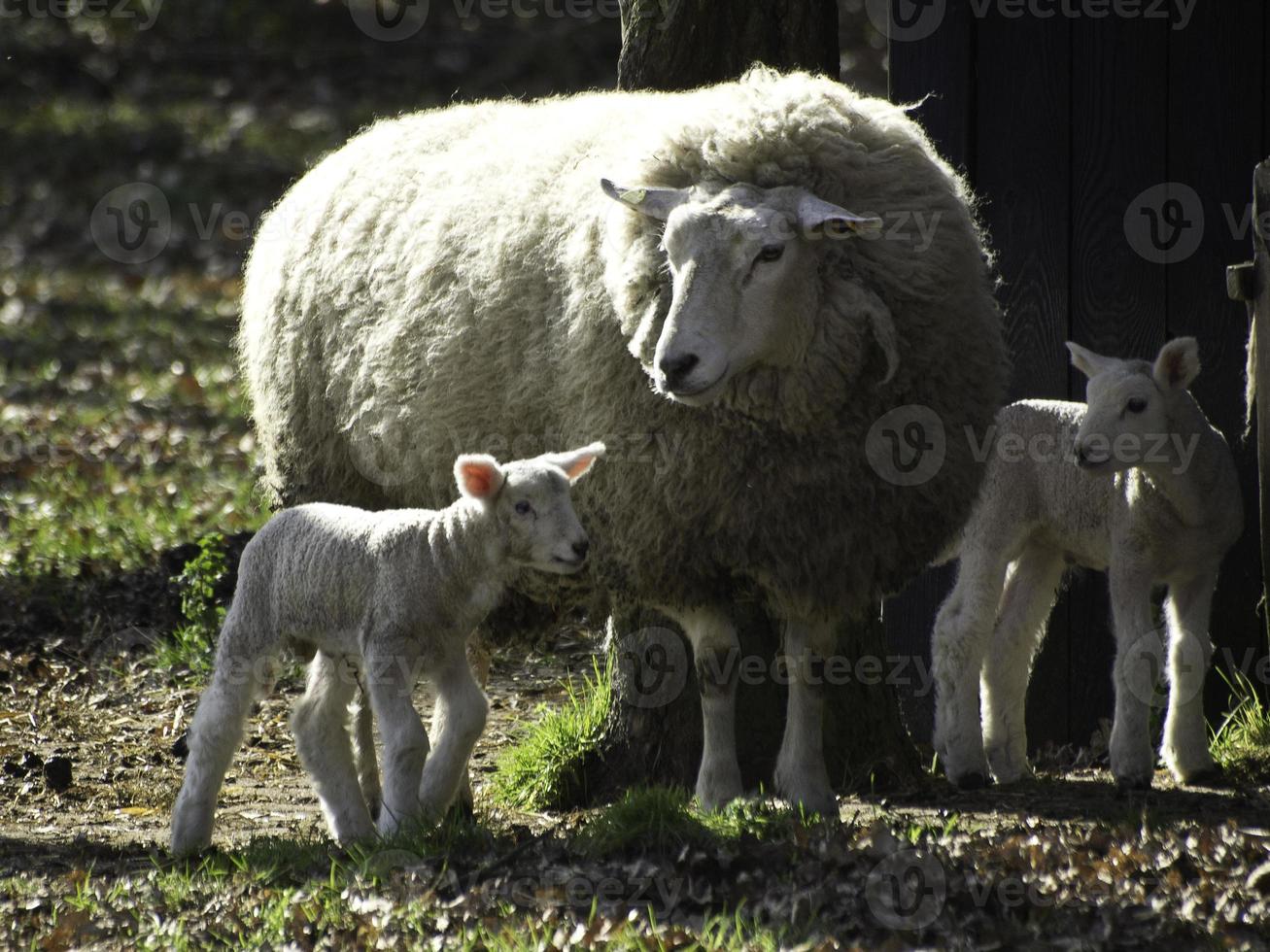 pecore su un' Germania prato foto