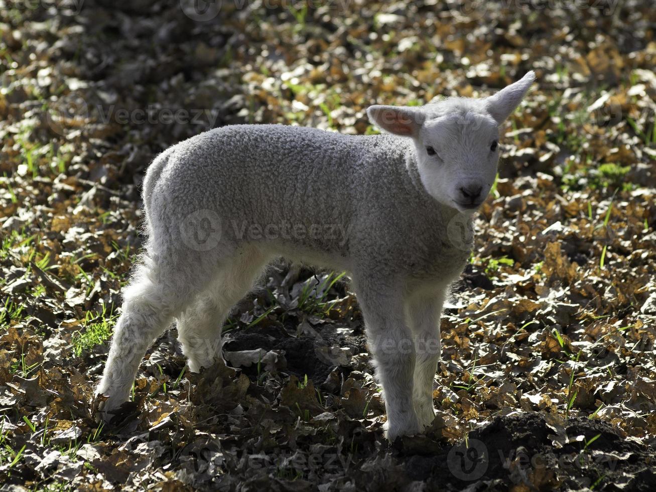 pecore nel westfalia foto