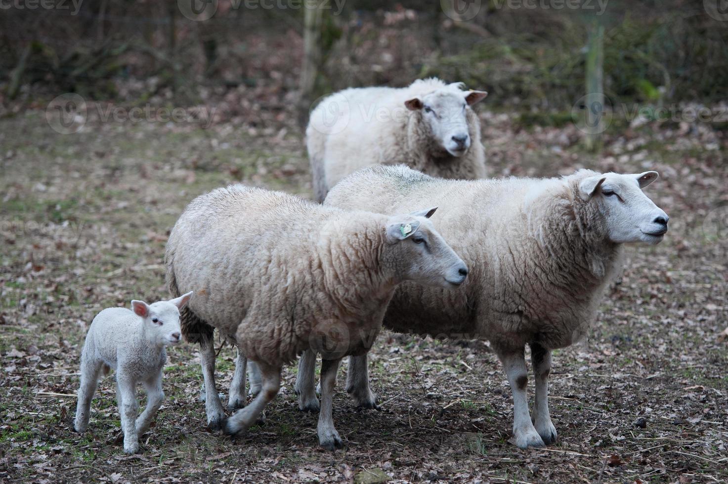 pecore in un campo in germania foto