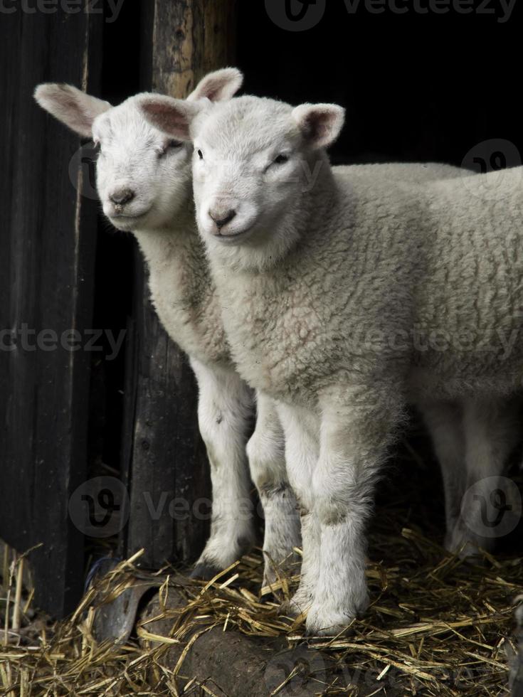 pecore nel westfalia foto