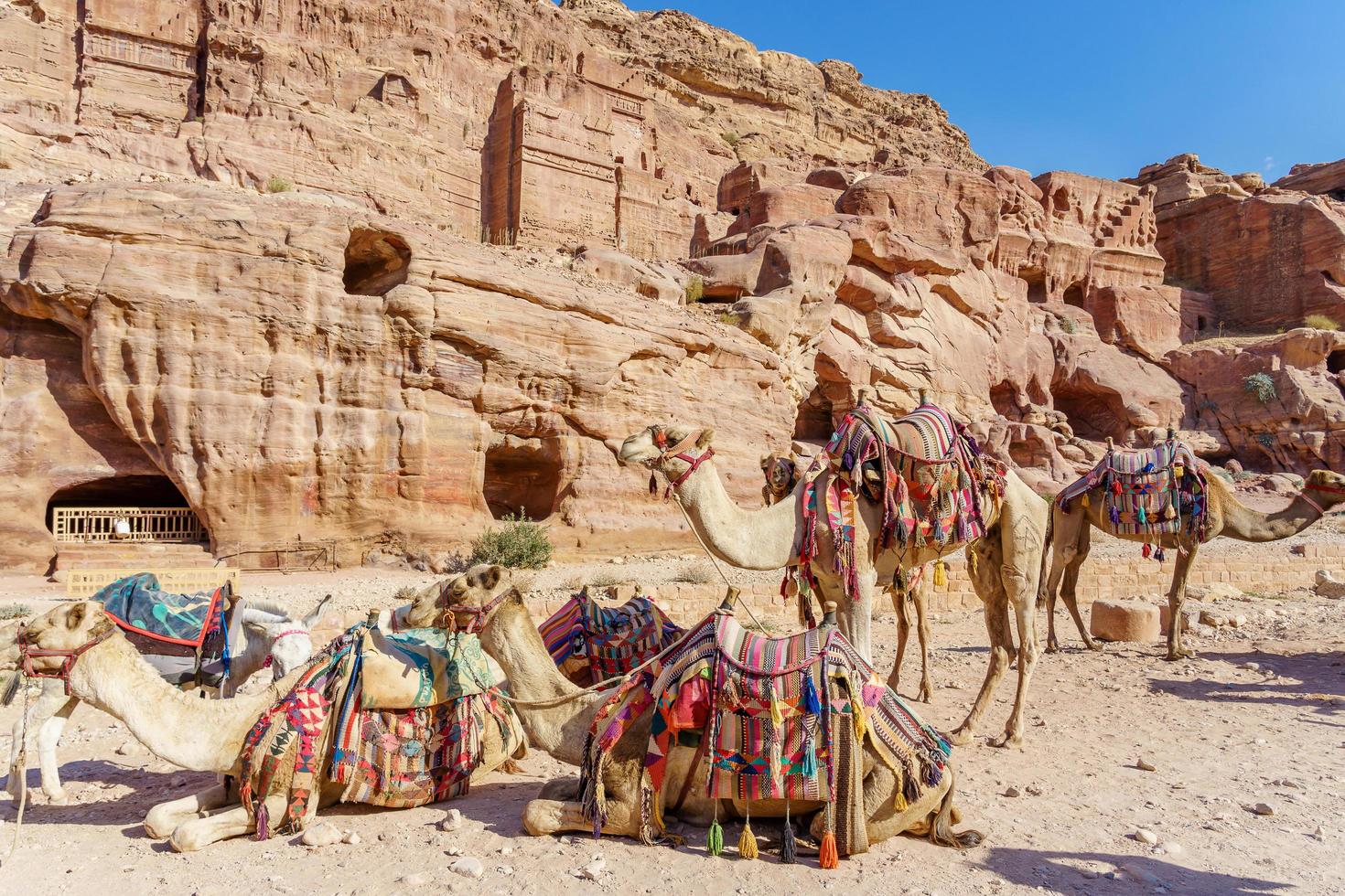 cammelli che riposano vicino al tesoro, al khazneh scavato nella roccia a petra, giordania foto
