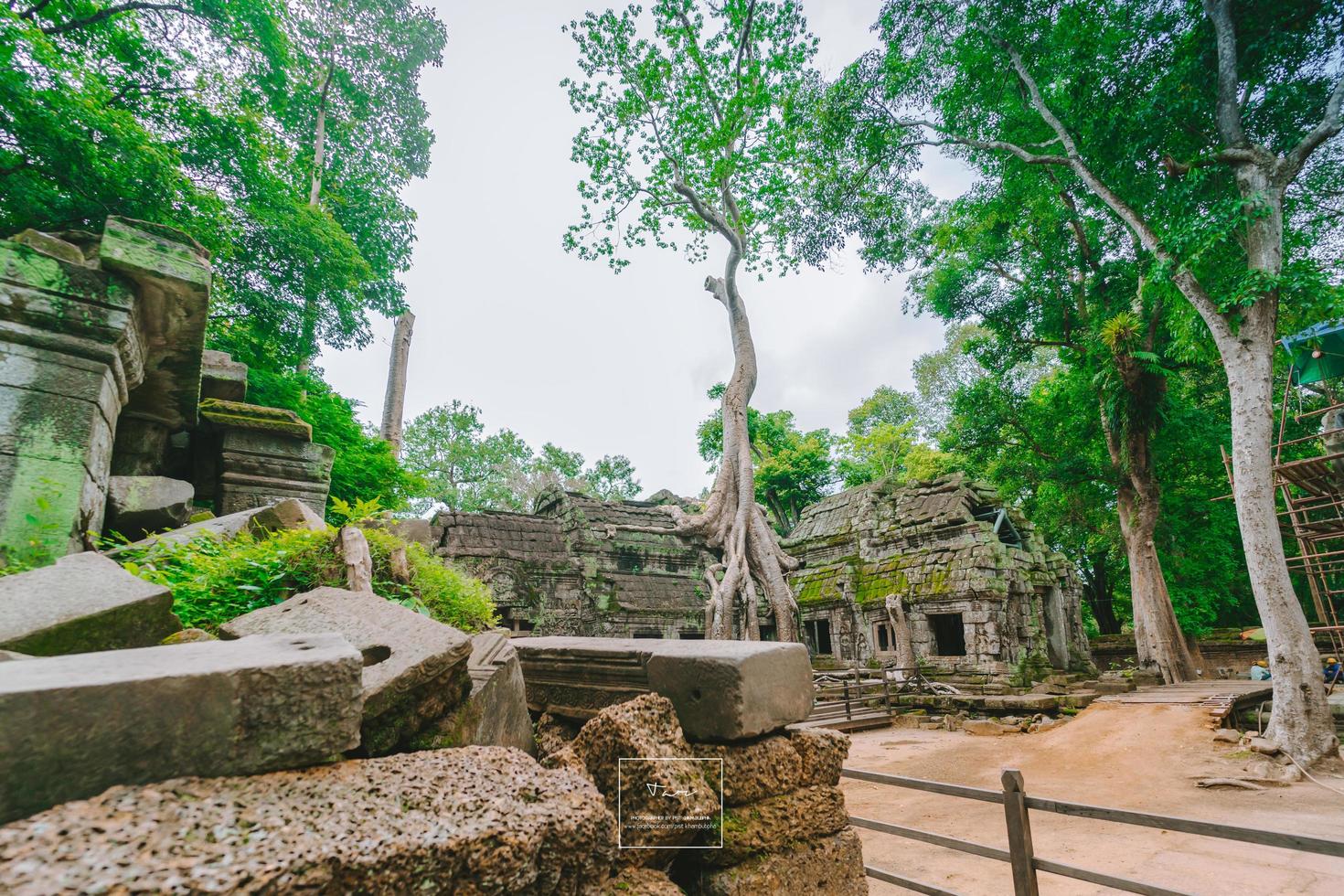 Tempio di ta prohm ricoperto di alberi ad angkor, siem reap, cambogia foto