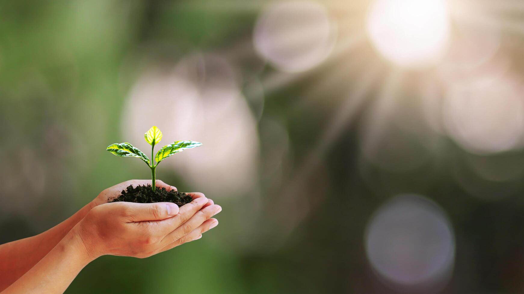 albero che cresce su mani umane con sfondo naturale verde sfocato, un concetto di crescita delle piante e protezione ambientale foto