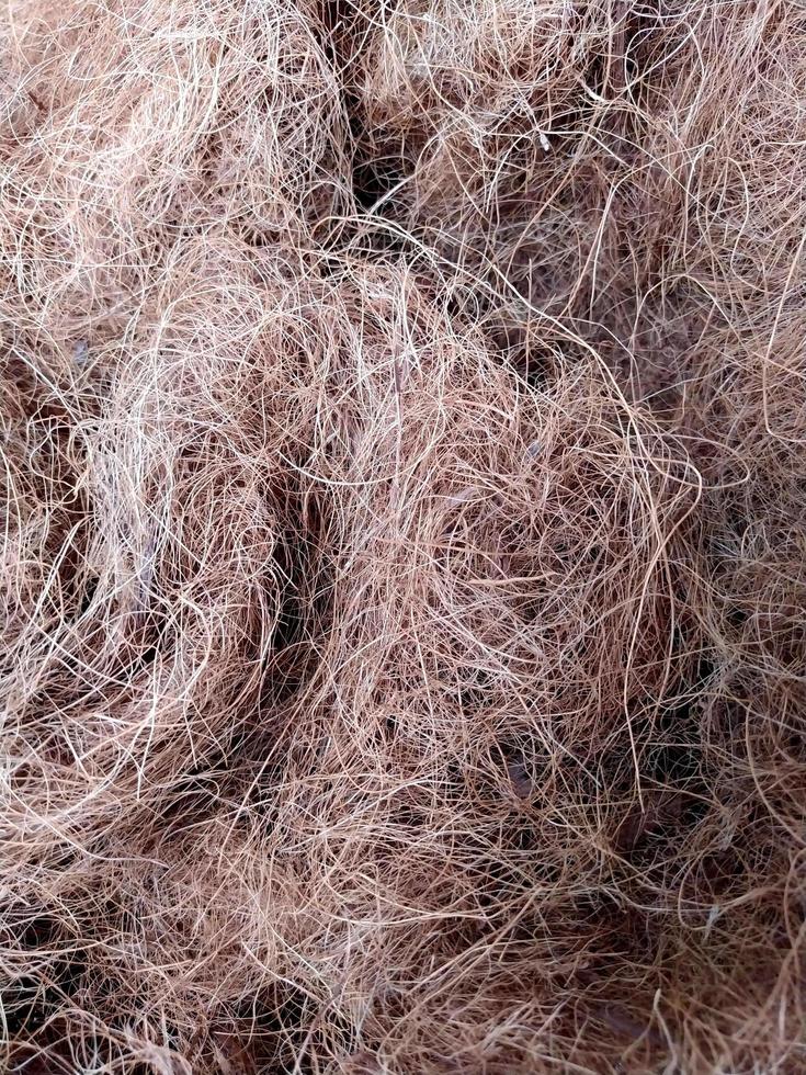 vicino su di alcuni Noce di cocco fibre nel il giardino. foto