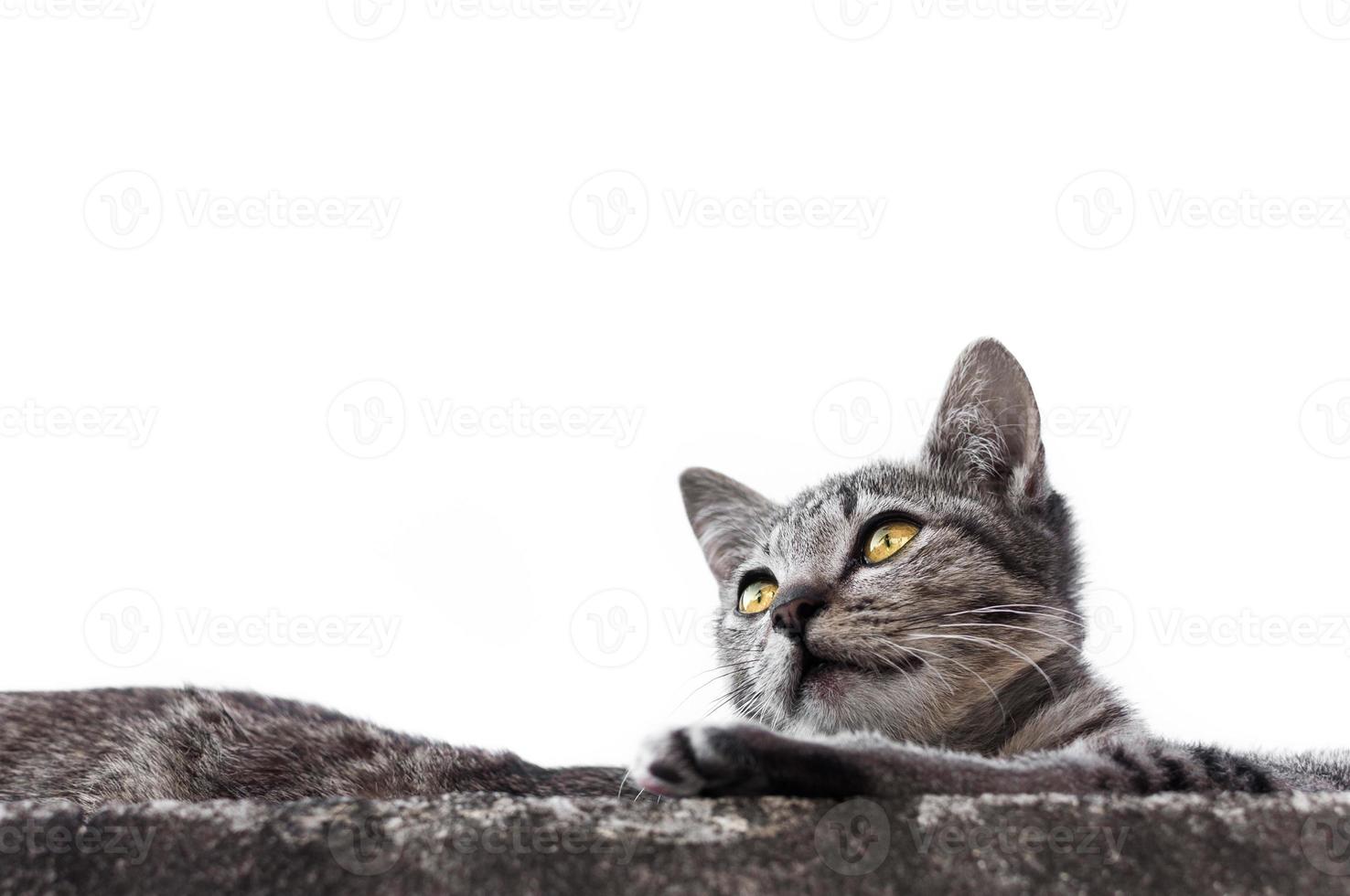 grigio carino gatto sedersi con occhi guardare su bianca sfondo ,animale ritratto grigio gattino, giocoso gatto rilassante vacanza foto