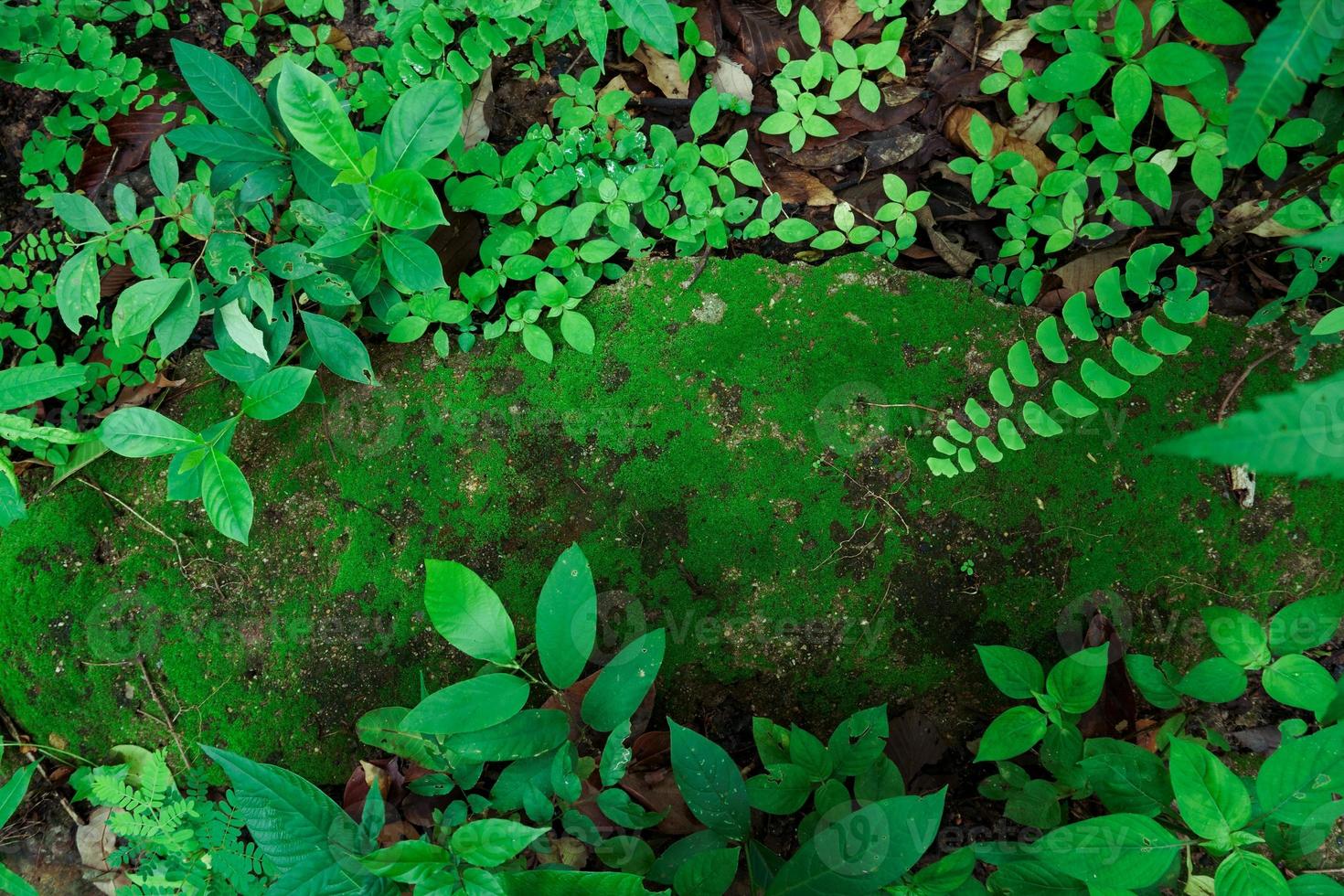 chiuso su verde muschio e impianti nel tropicale foresta foto