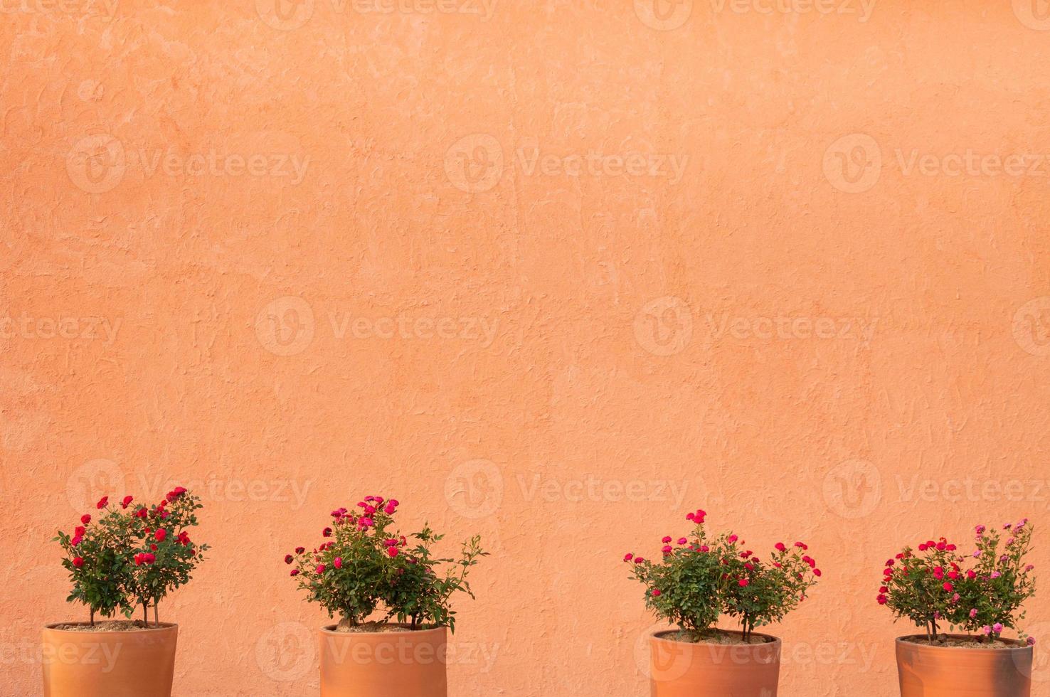 fiore rosso Rose nel argilla pentola su un' parete sfondo, per sfondo foto