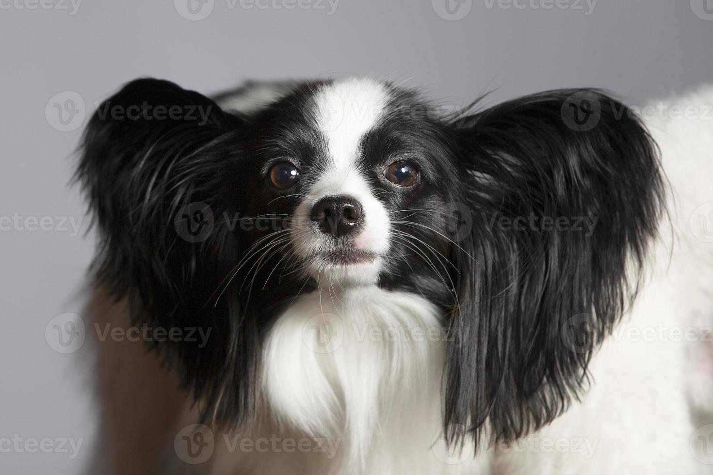 papillon cane guardare a il telecamera. foto