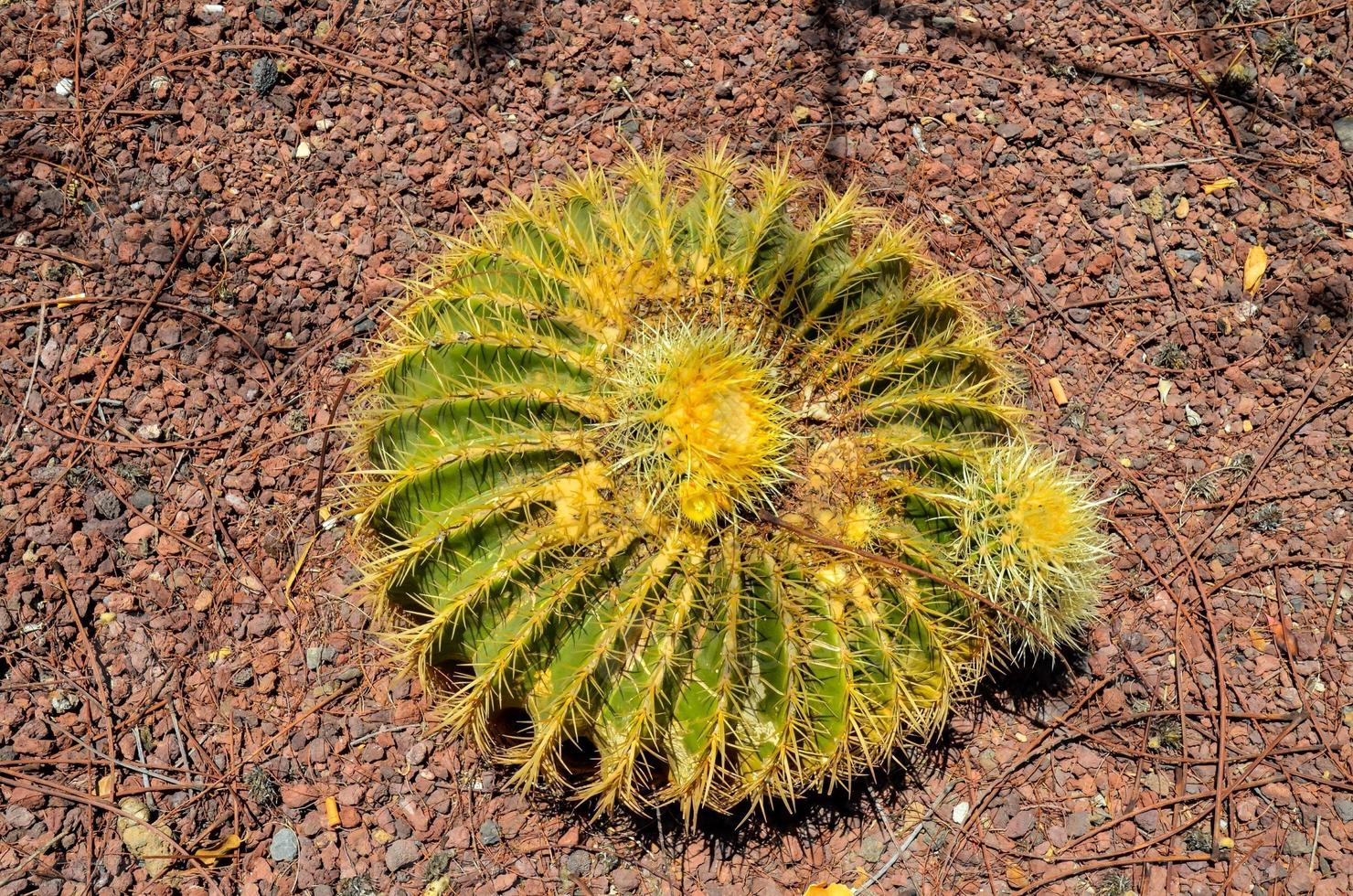fiorente cactus pianta foto