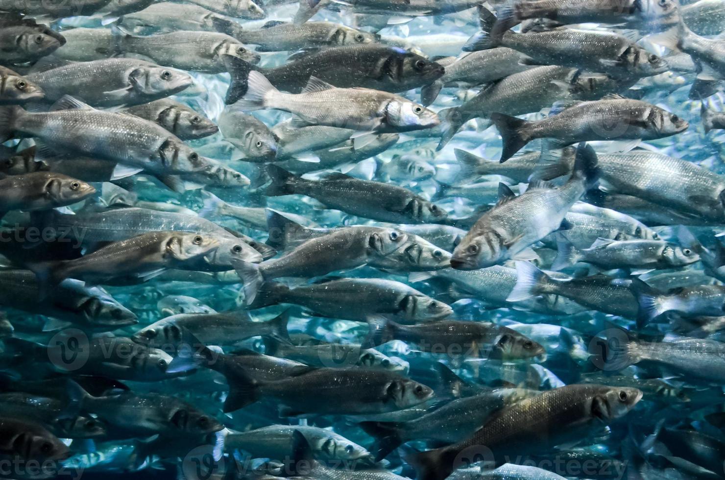 scuola di pesca foto