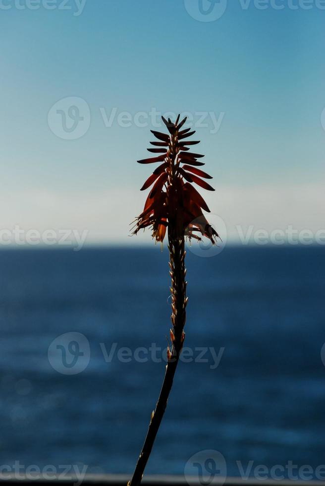 piccolo germinazione flora foto