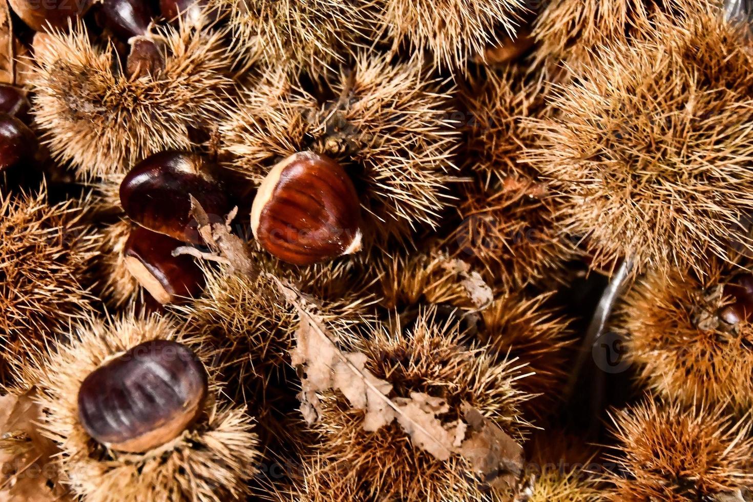 castagne vicino su foto