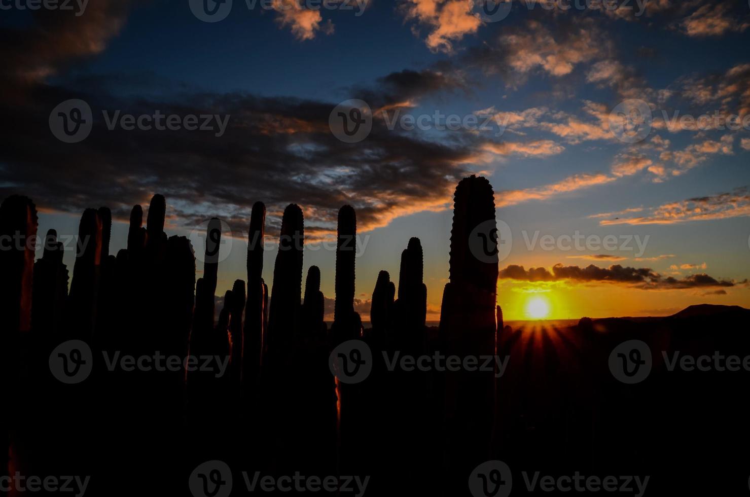 tramonto al di sopra di cactus foto