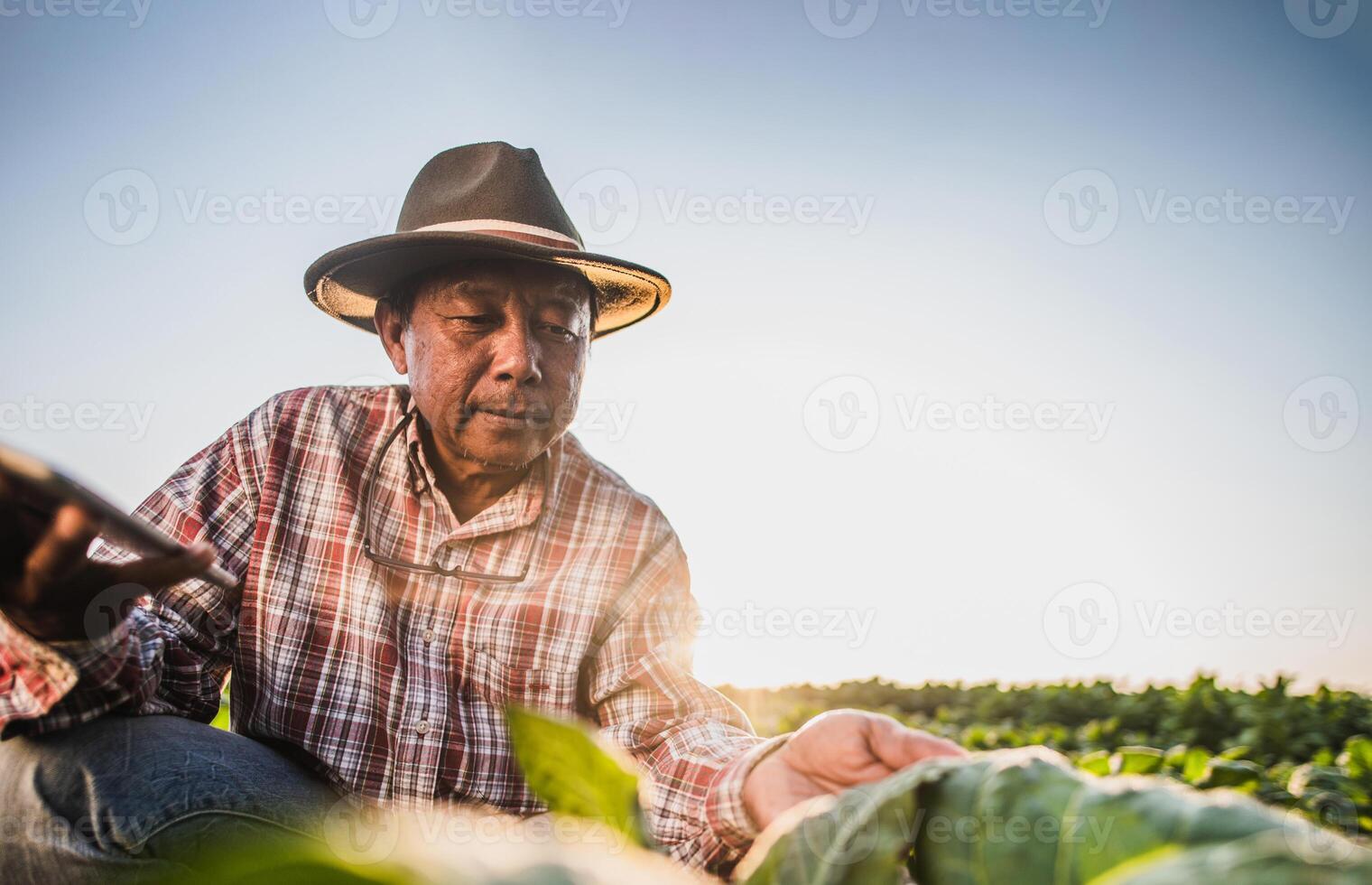 asiatico anziano maschio contadino Lavorando nel tabacco piantagione foto