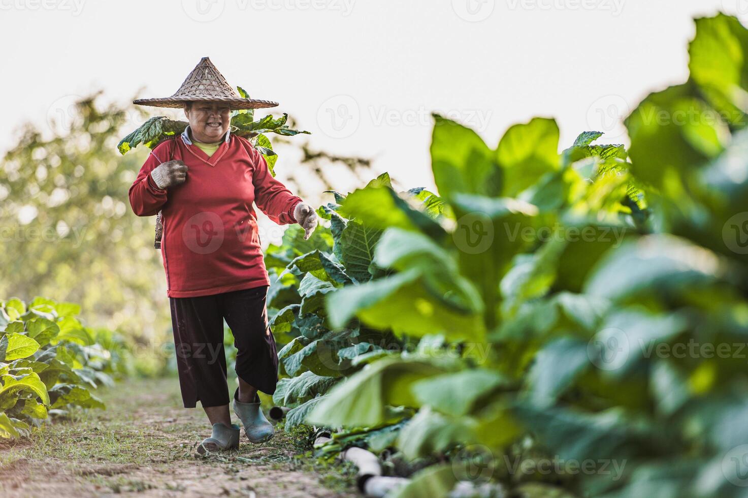 femmina contadino Lavorando agricoltura nel tabacco i campi foto