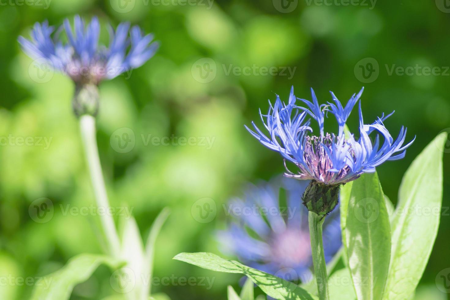 blu fiori di fiordalisi su verde sfondo foto