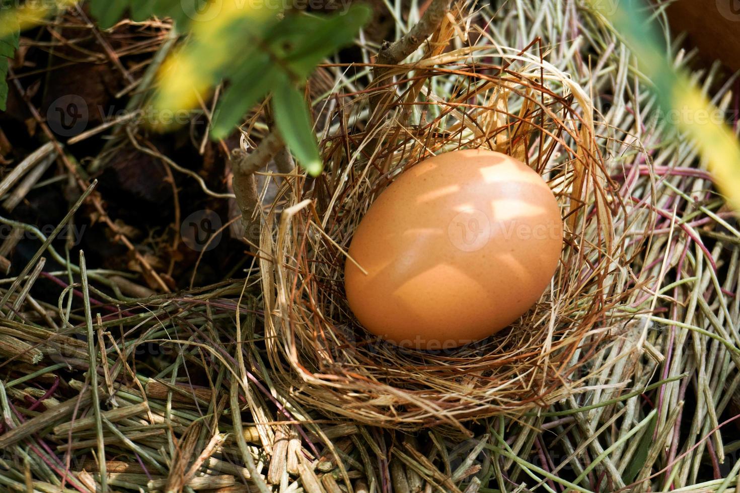 un' nido con uno uovo su un' rami foto