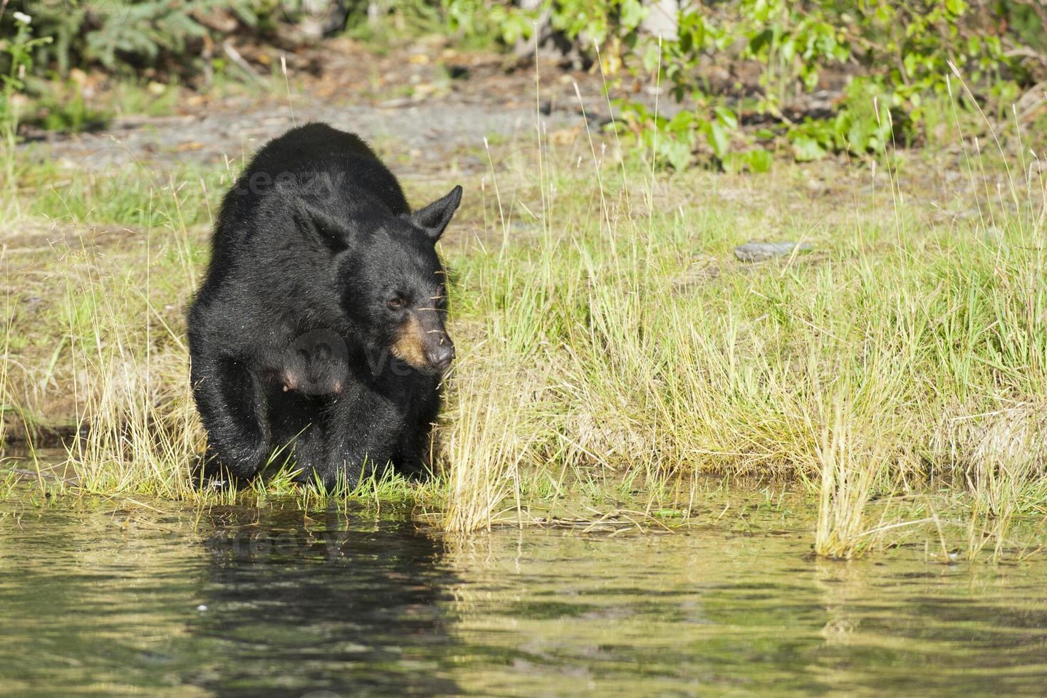 nero orso nel alaska foto