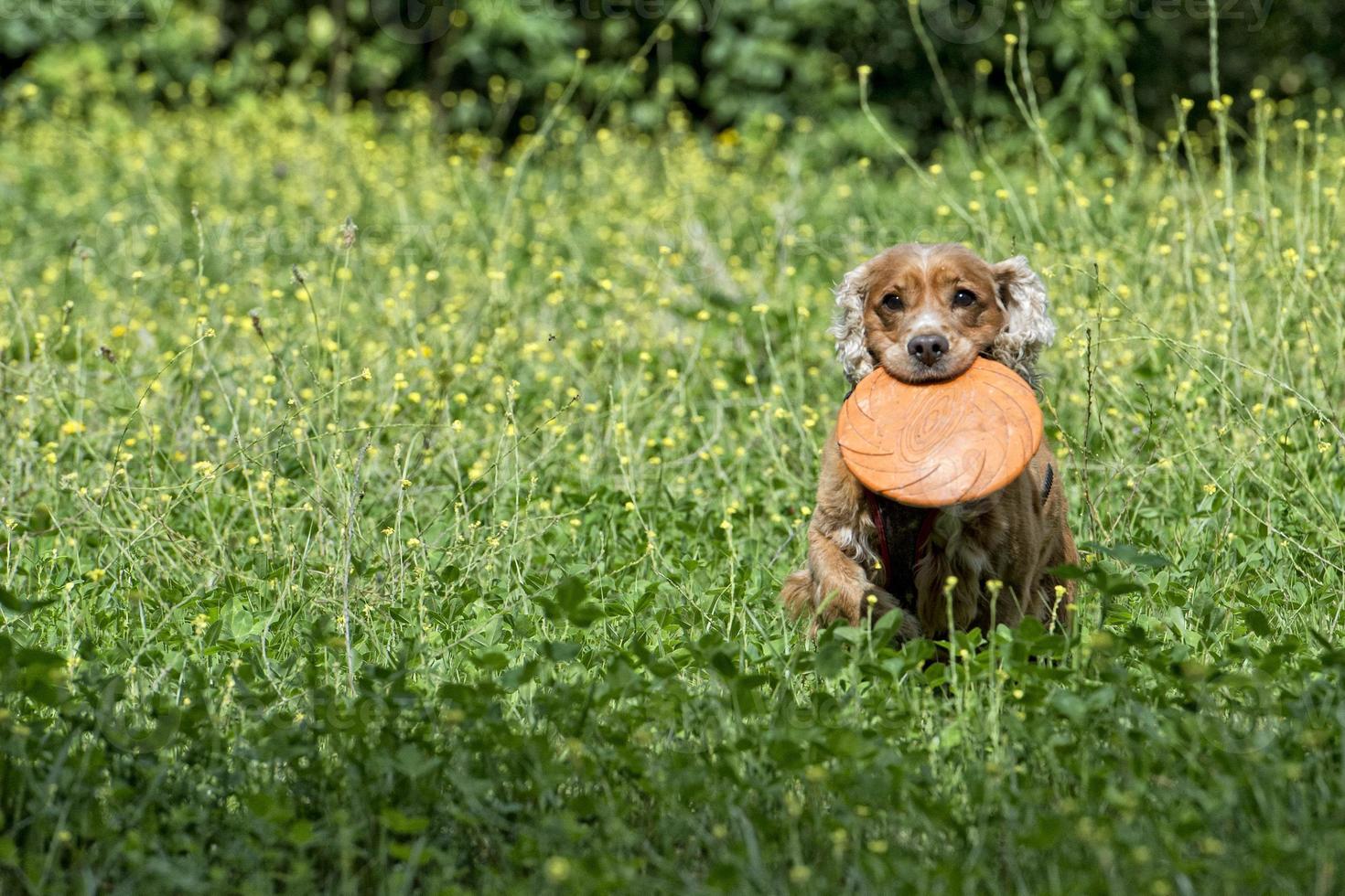 contento cucciolo cane in esecuzione per voi su verde erba sfondo foto