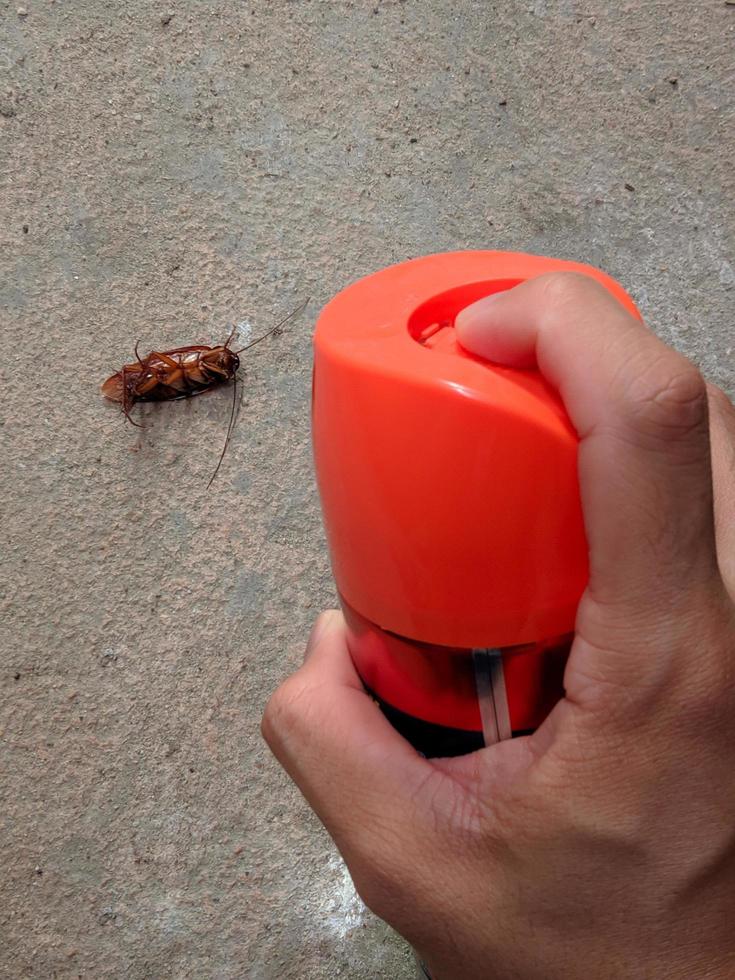 peste controllo. utilizzando domestico insetticida per uccidere scarafaggi foto