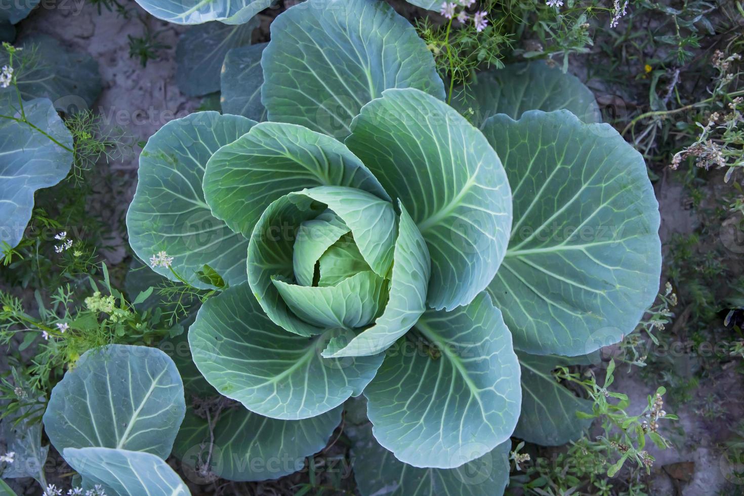 cavolo cresce nel il giardino. cavolo in crescita nel il giardino foto