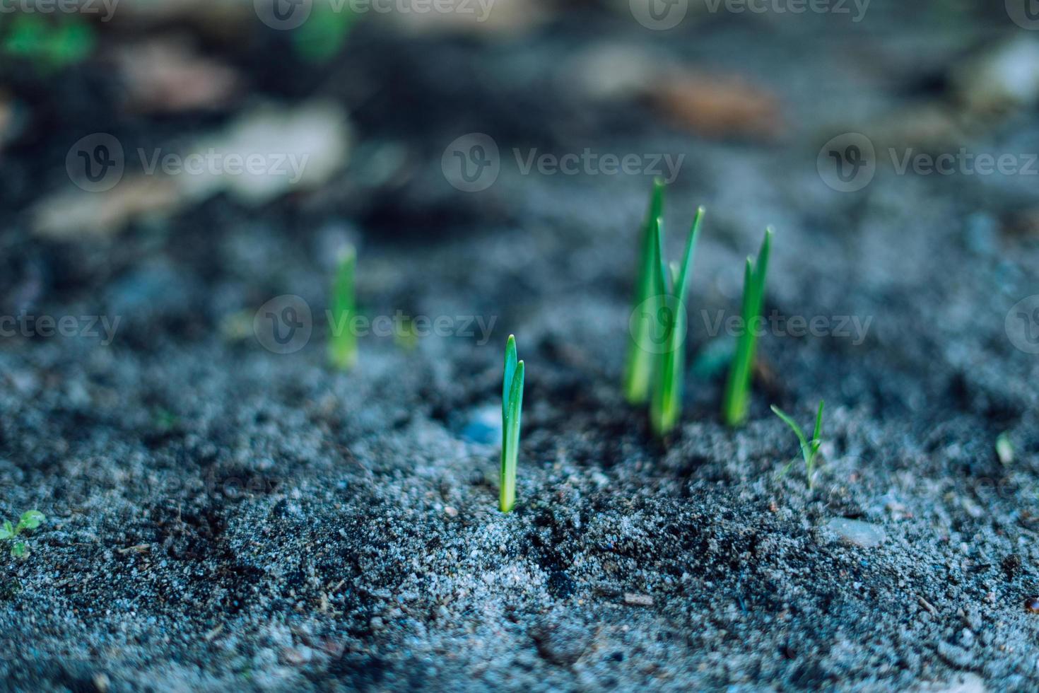 primo fiori di primavera di partenza per crescere foto