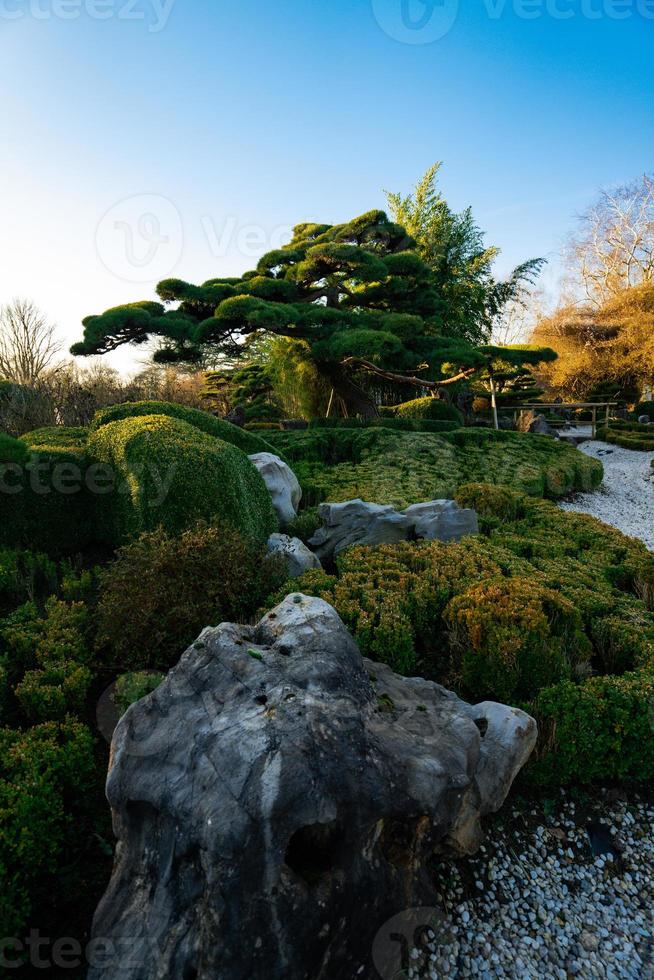 maestoso alberi nel un' Cinese giardino durante primavera foto