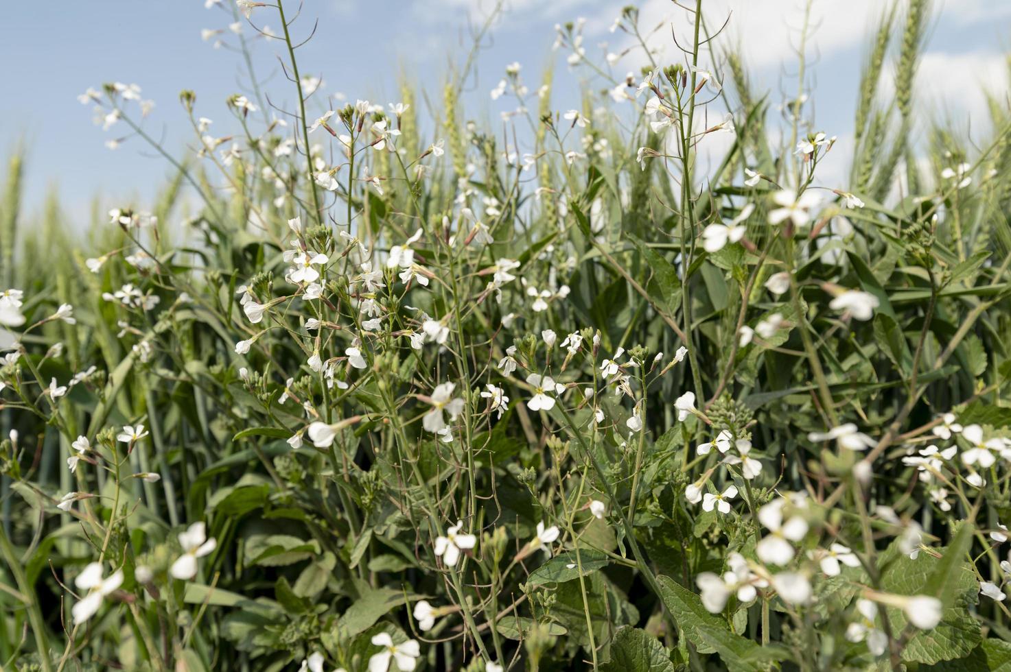 campo di verde grano saraceno con bianca fiori su un' soleggiato giorno foto