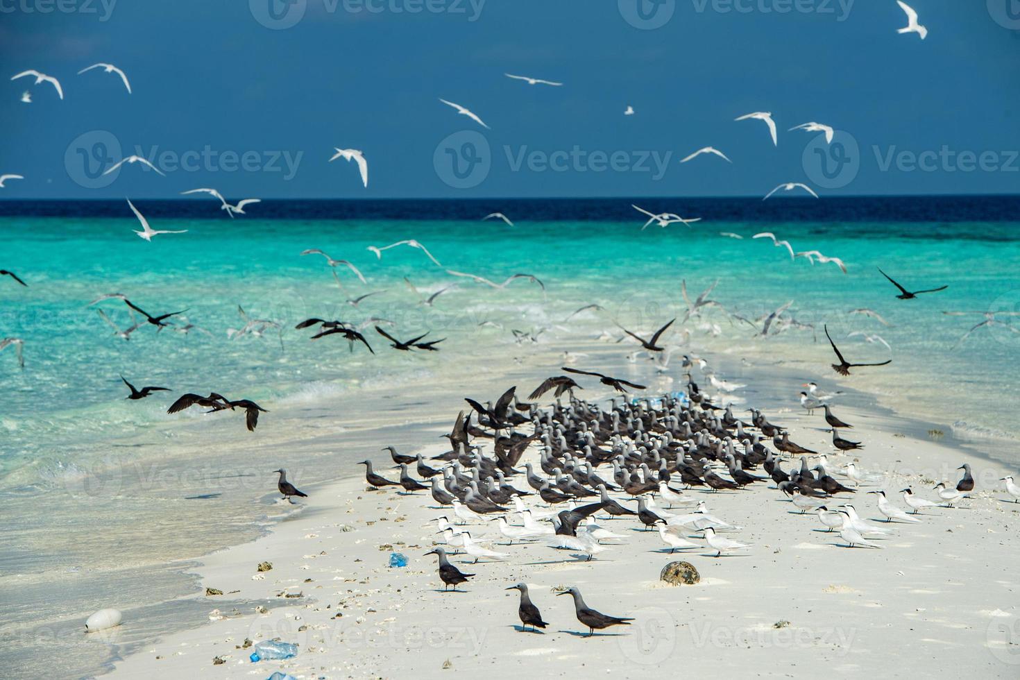 sterna mentre volante su blu cielo sfondo nel Maldive foto