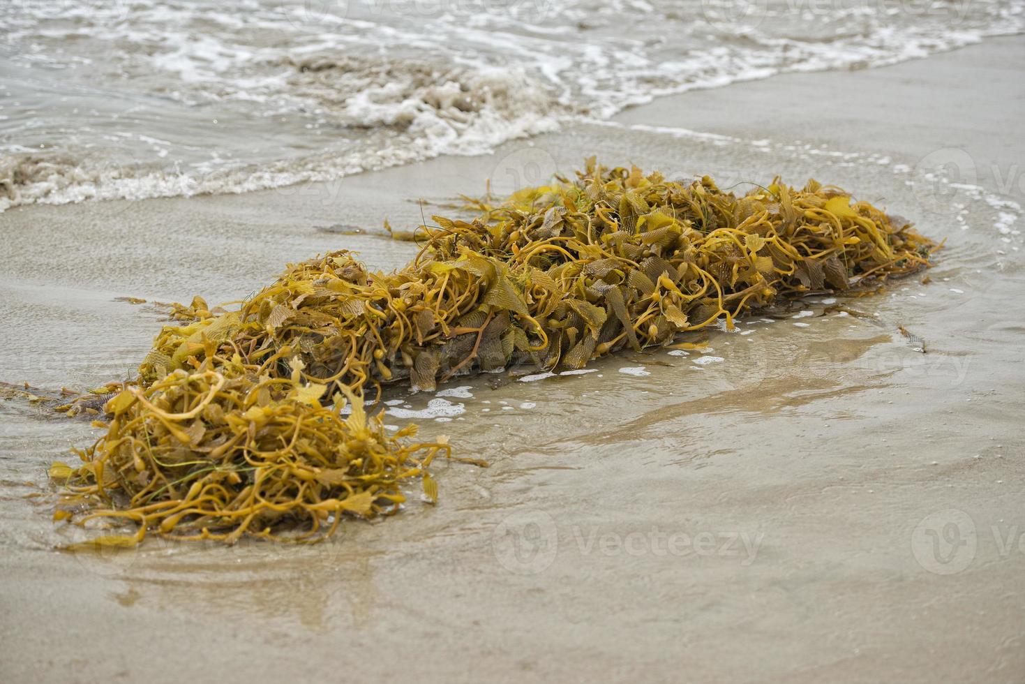 fuco su il spiaggia foto