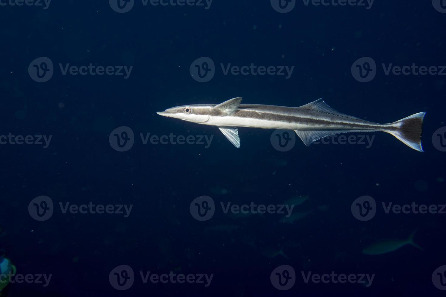 remora pesce ventosa su nero sfondo foto