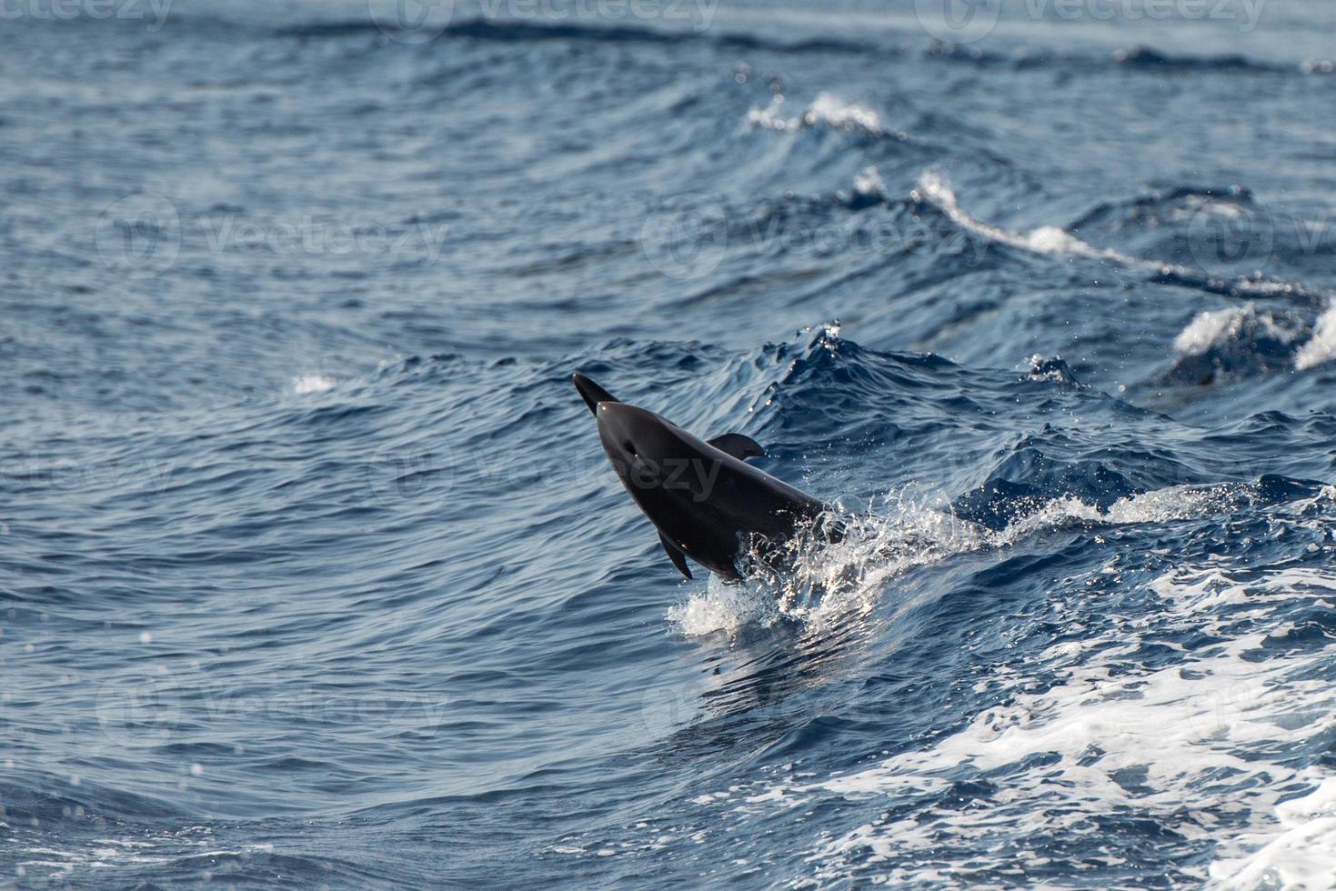 delfini mentre salto nel il in profondità blu mare foto