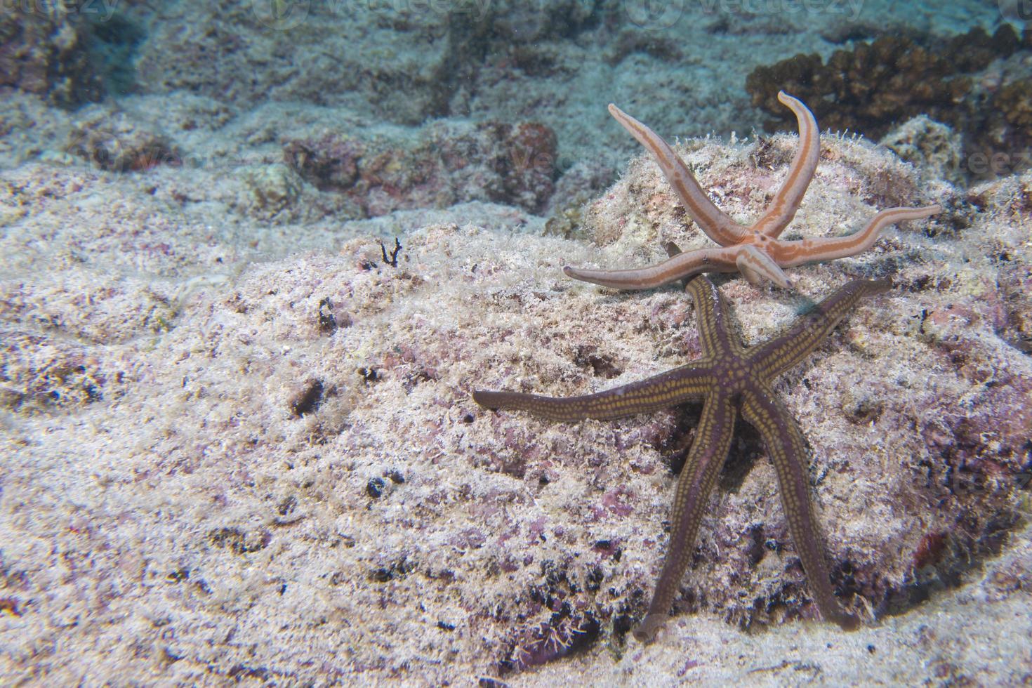 mare stelle nel un' scogliera colorato subacqueo paesaggio foto