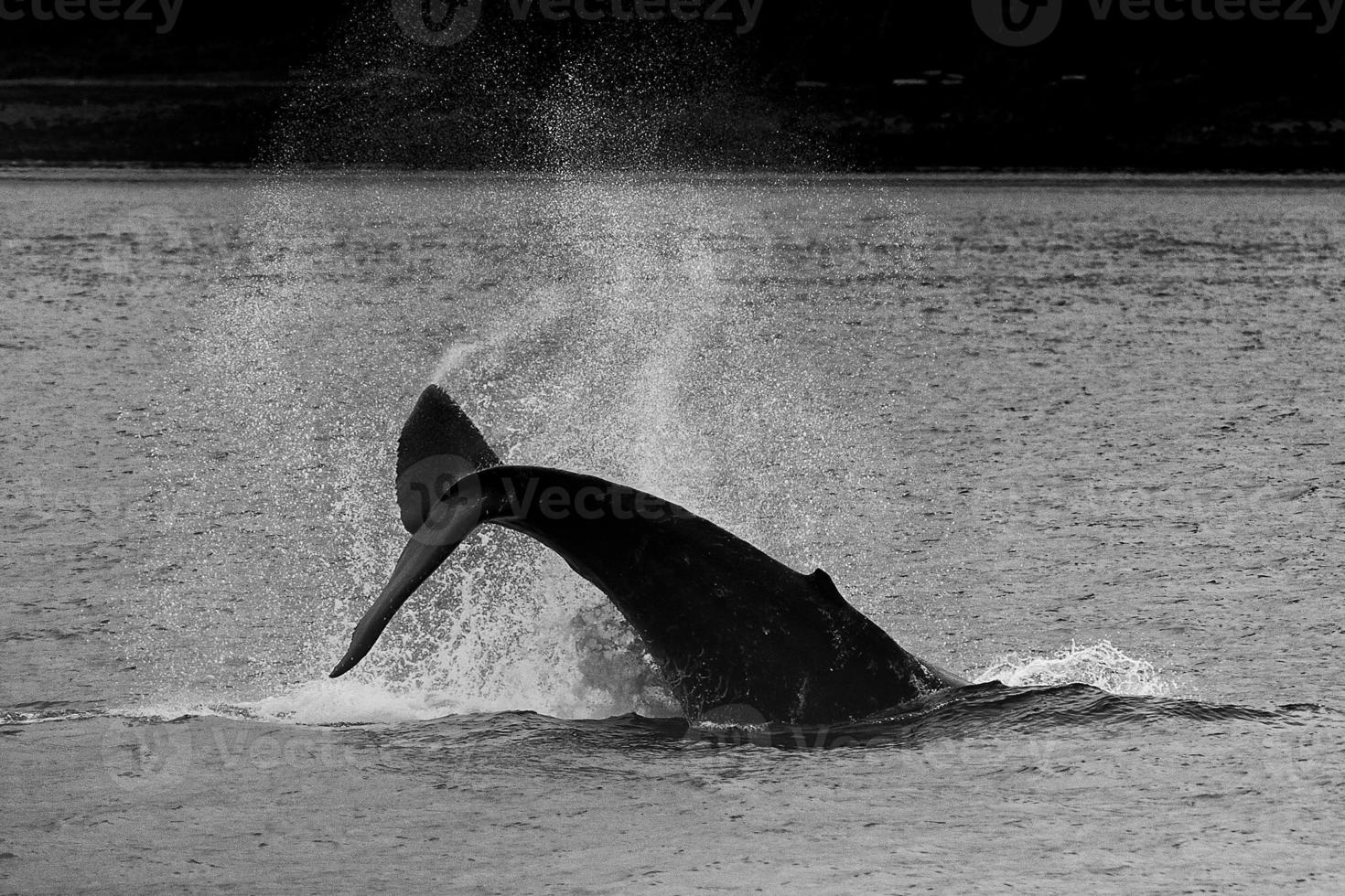 gobba balena coda spruzzo nel nero e bianca ghiacciaio baia alaska foto