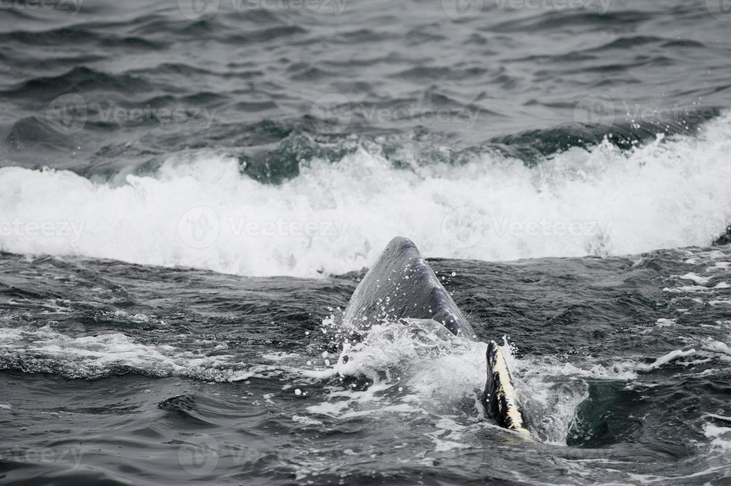 gobba balena nel alaska foto