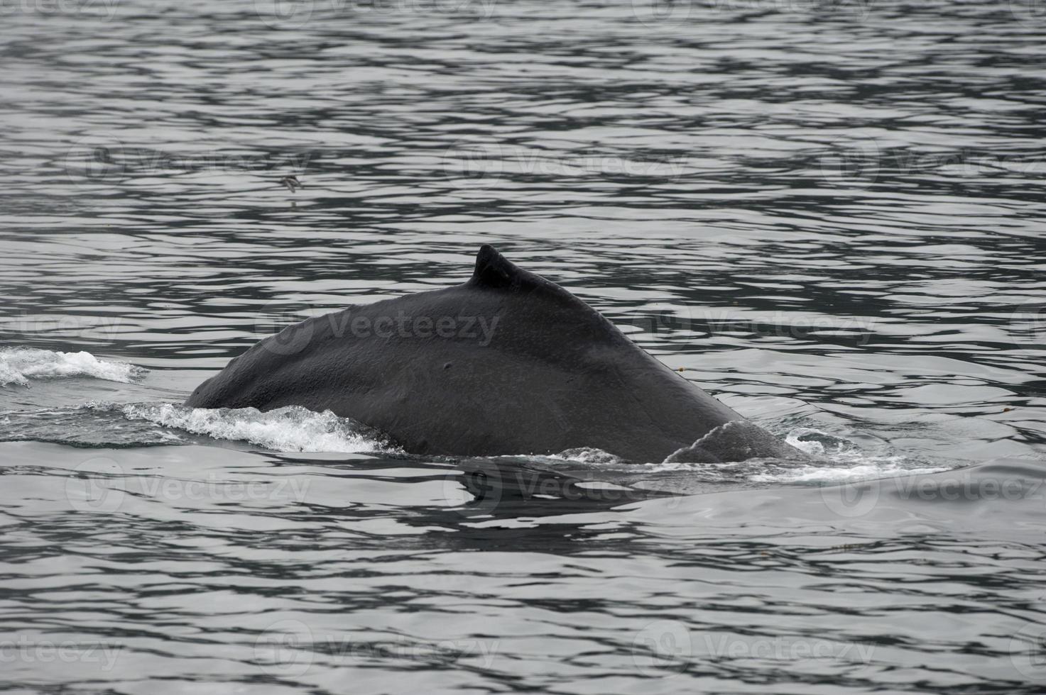 gobba balena nel alaska foto