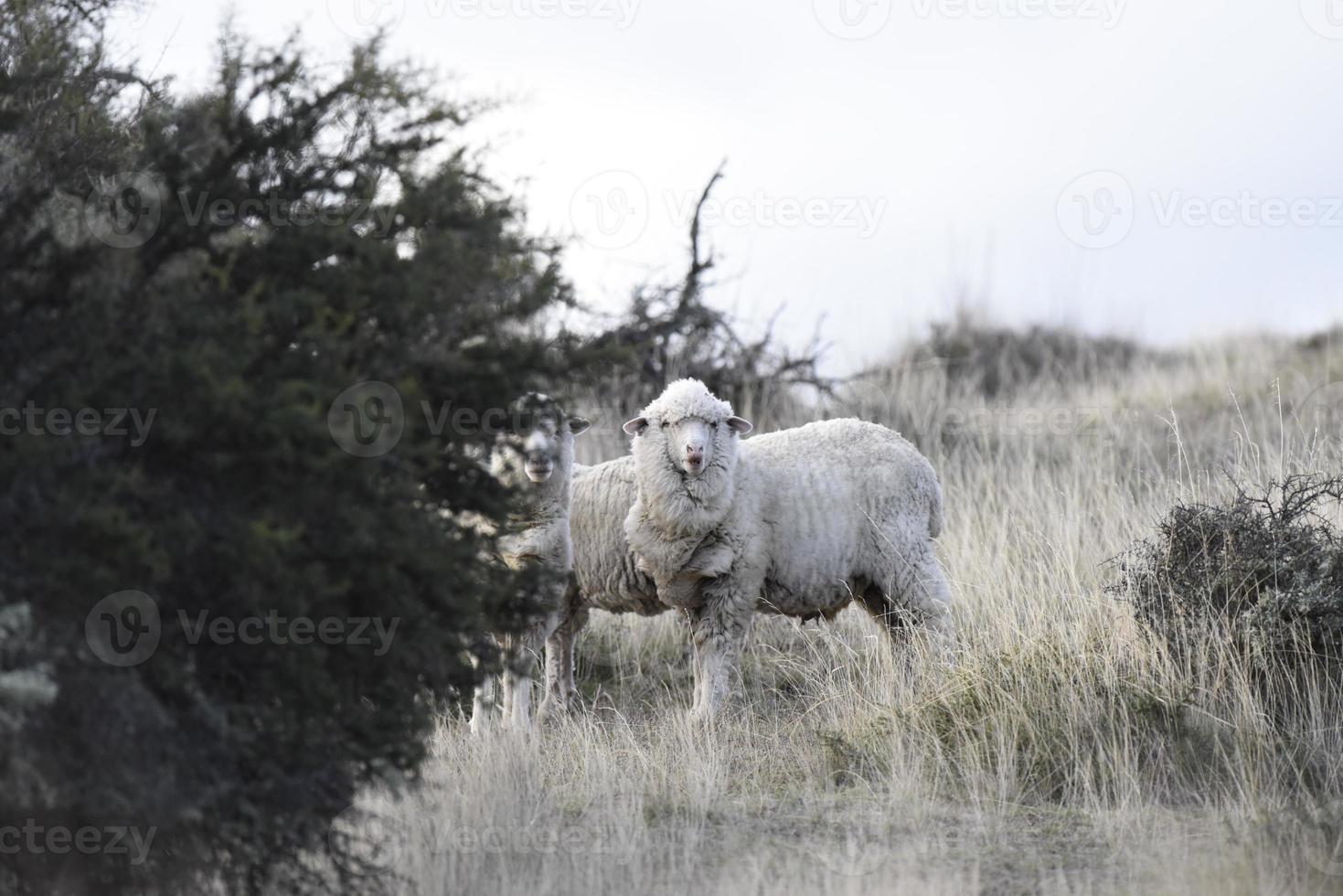 pecora gregge su patagonia erba sfondo foto