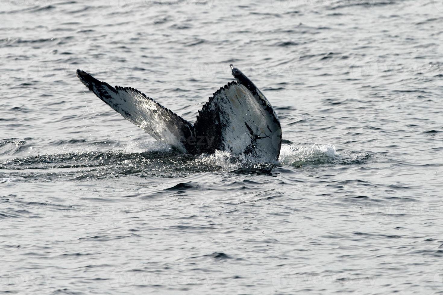gobba balena coda mentre andando giù nel il in profondità oceano foto