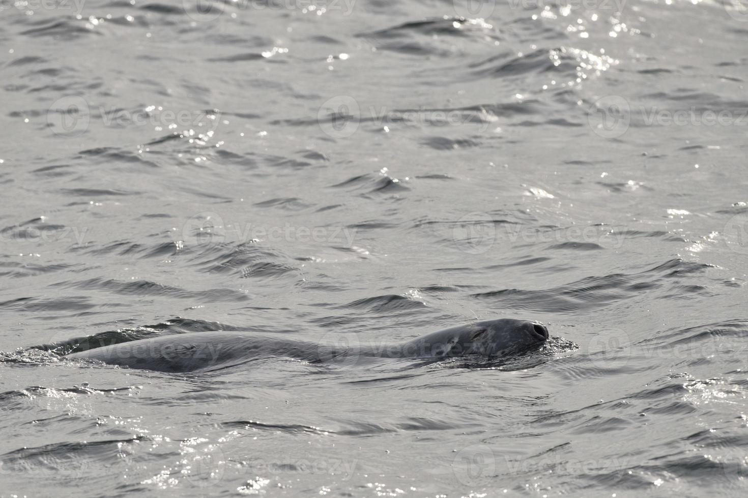 un' foca mentre nuoto foto