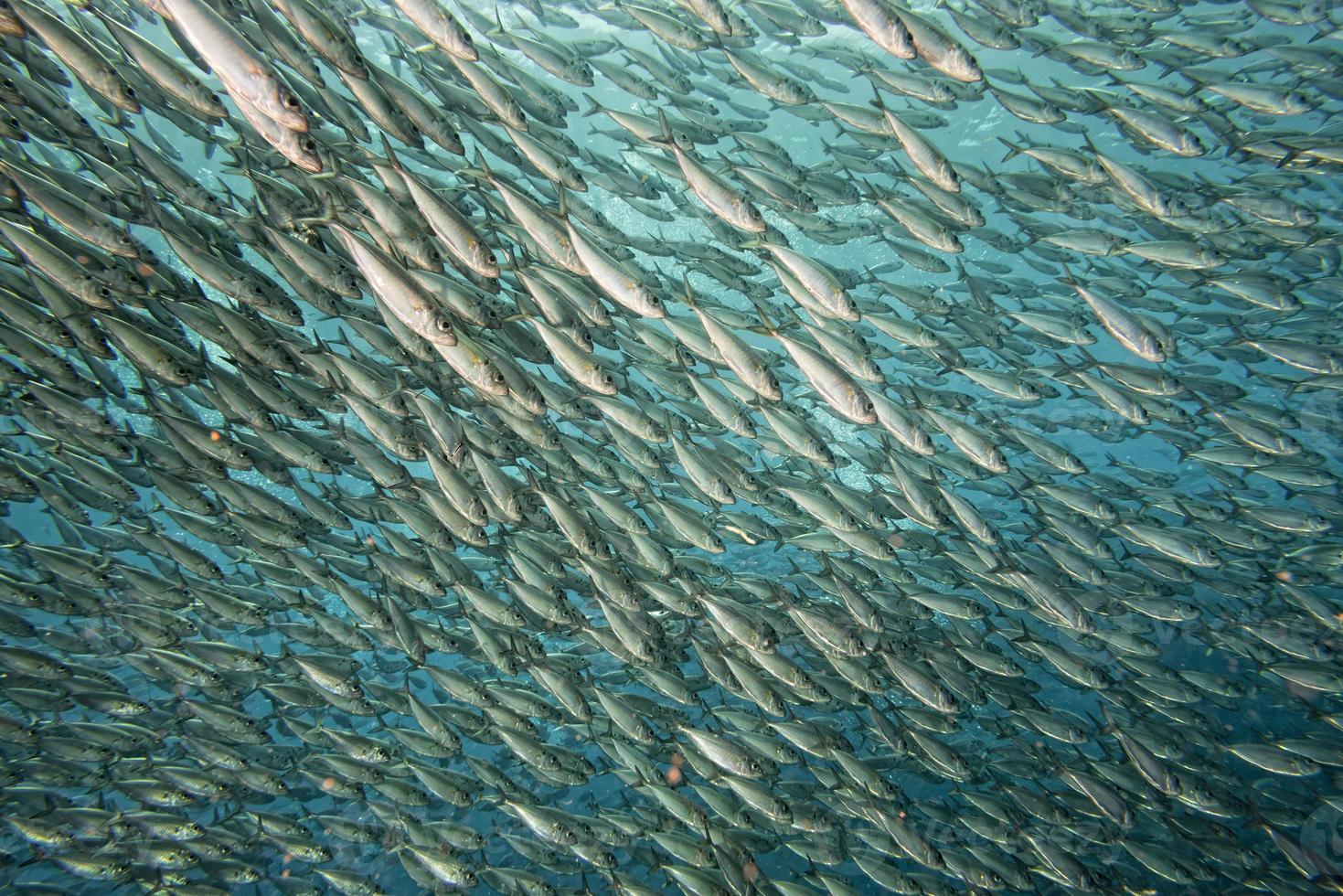 all'interno di un banco di pesci sott'acqua foto