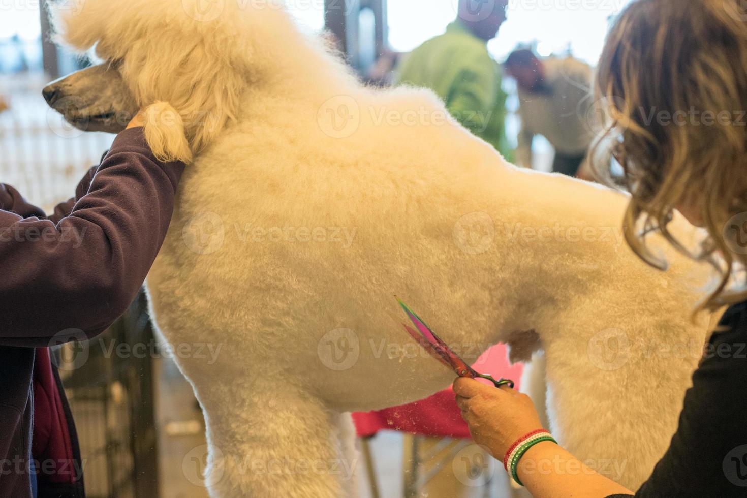 cane governare a internazionale cane mostrare foto